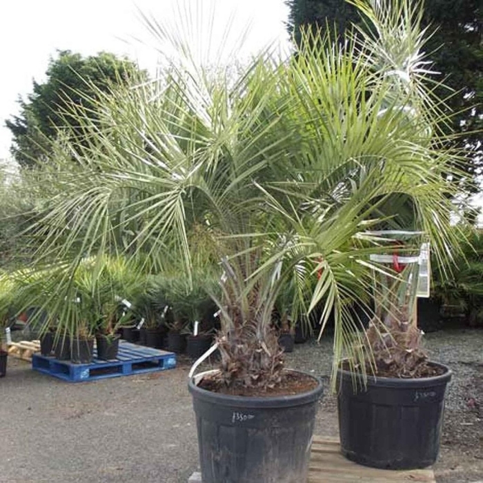 Бутия пальма