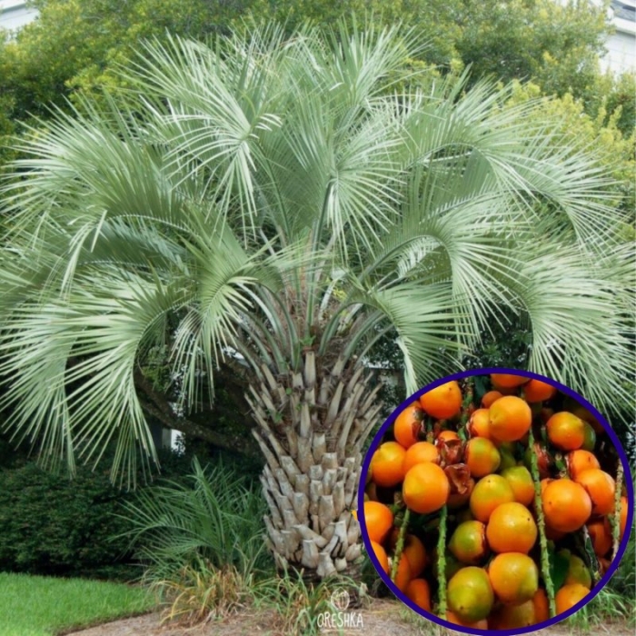 Пальма бутия