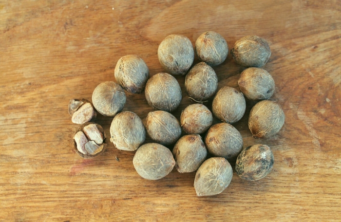 Семена бутия головчатая мануэла