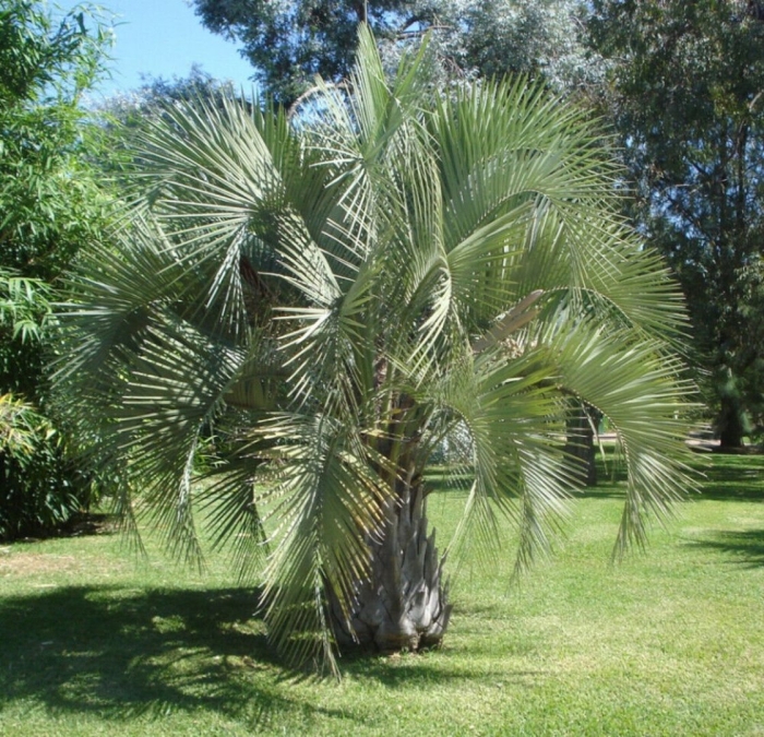 Пальма сочи