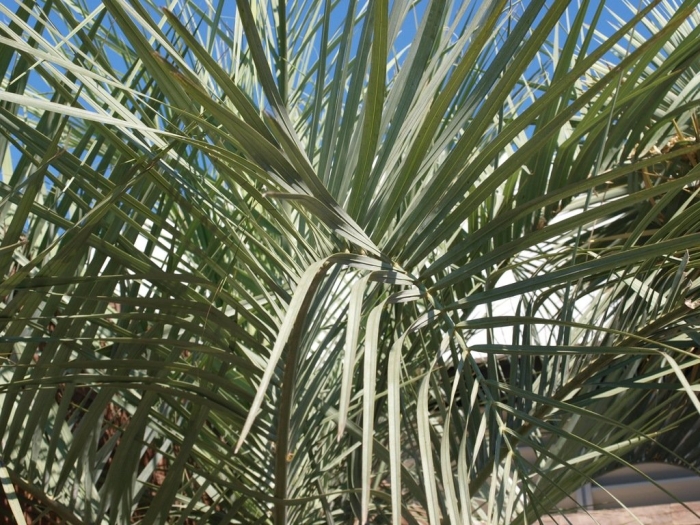 Бутия пальма комнатная