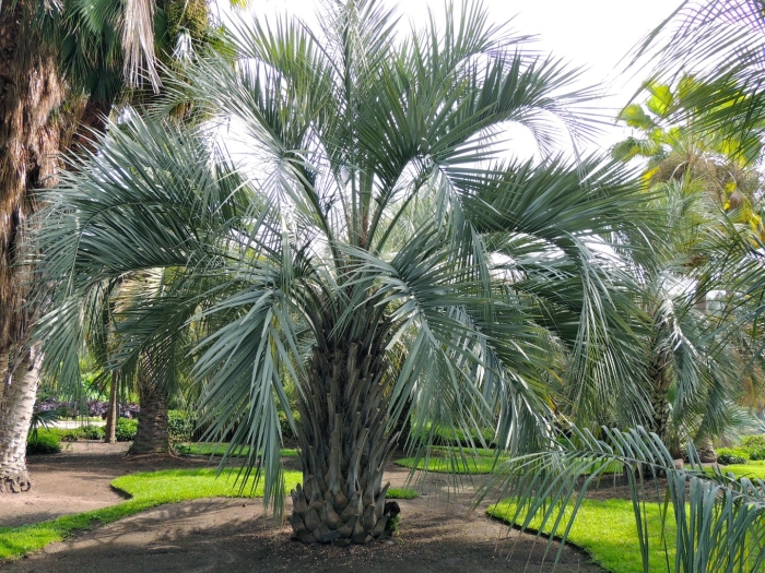 Пальма финик бутия