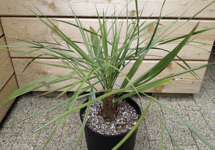 Бутия пальма комнатная