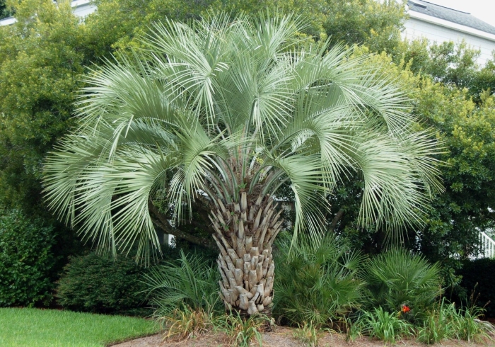 Washingtonia robusta