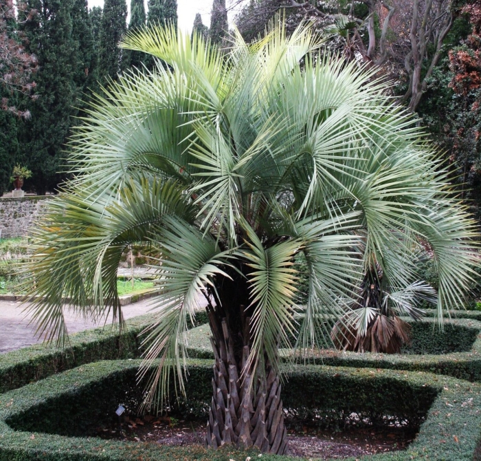 Пальма трахикарпус (trachycarpus)