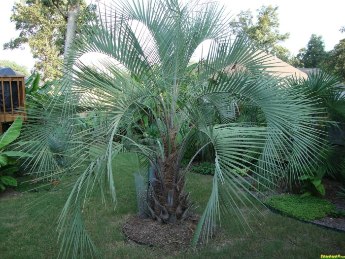 Пальма бутия головчатая