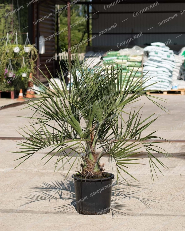 Бутия головчатая аллеи