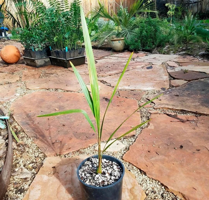 Финиковая пальма росток