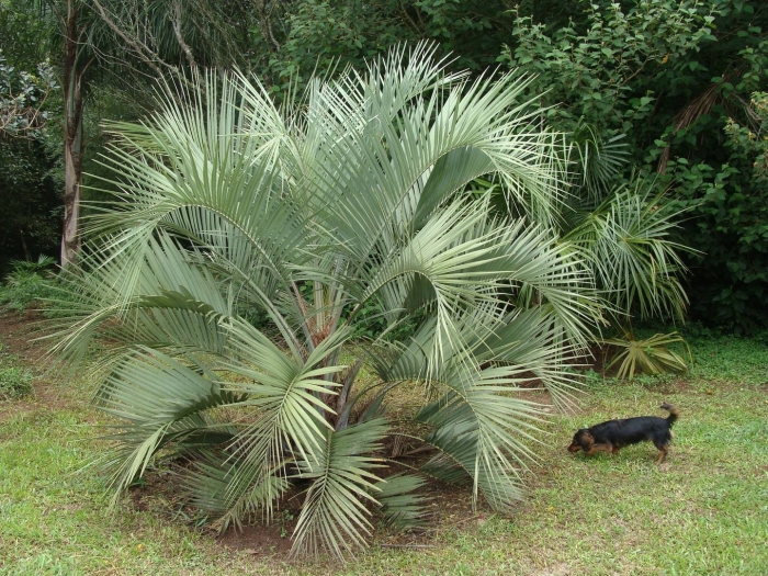 Перистая пальма