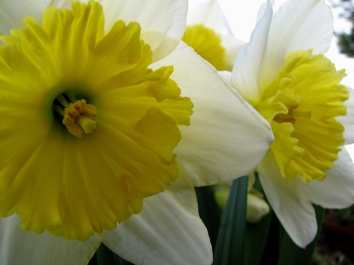 Нарцисс саронский