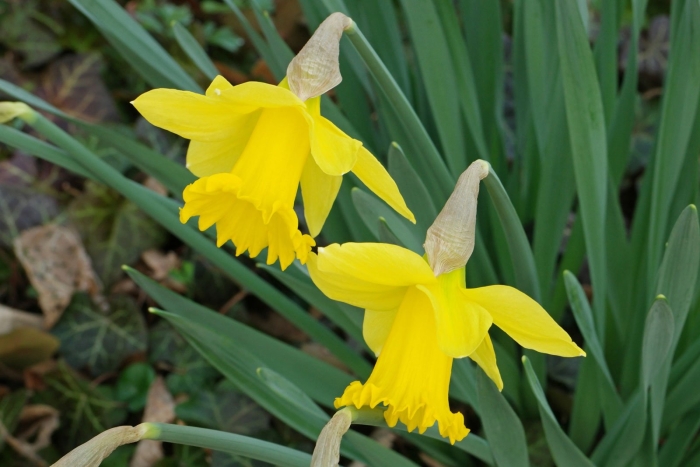 Цветок нарцисс