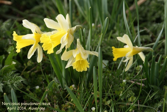 Нарцисс rosa trompete
