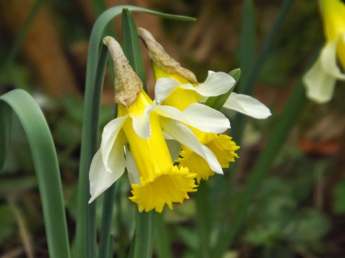 Narcissus nobilis