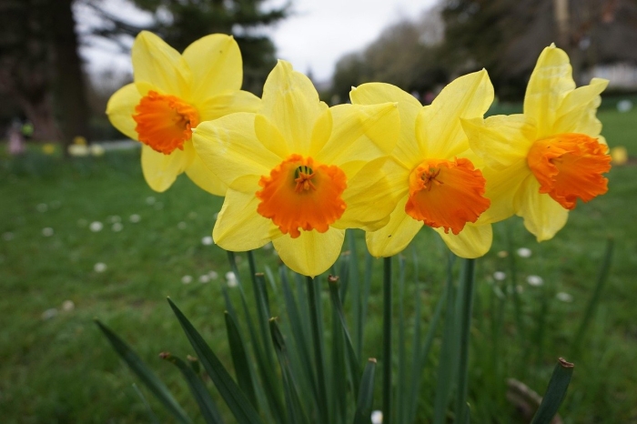 Нарцисс мондрагон