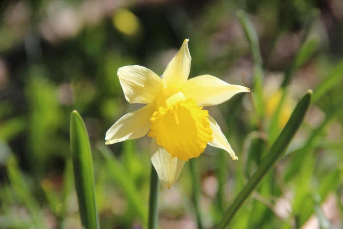 Narcissus pseudonarcissus