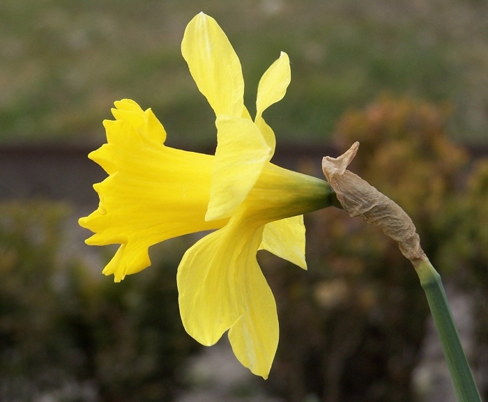 Narcissus pseudonarcissus