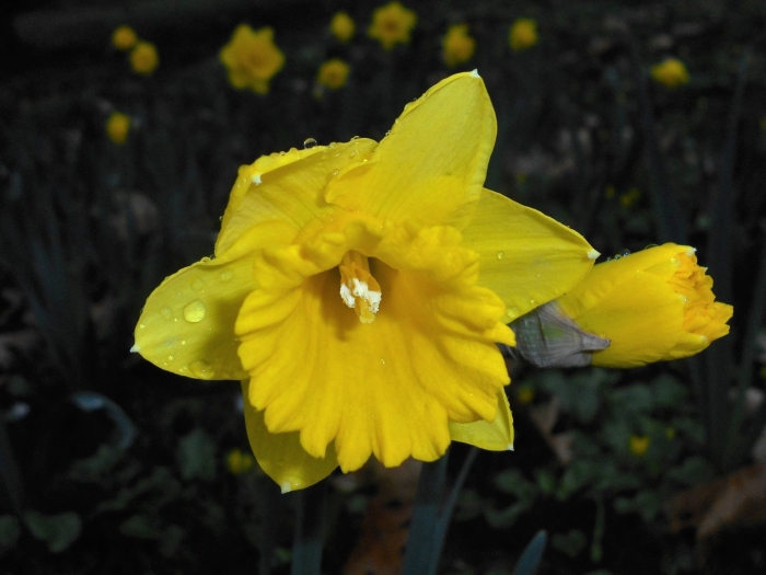 Narcissus pseudonarcissus