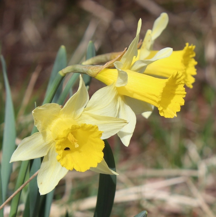 Нарцисс брандушка