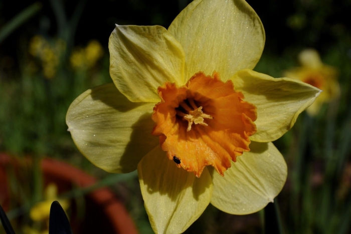 Нарцисс rosa trompete