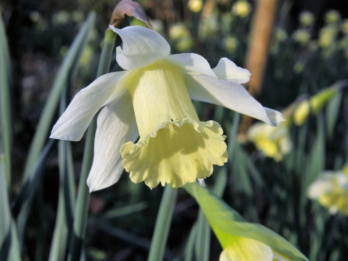 Нарцисс арктик беллз