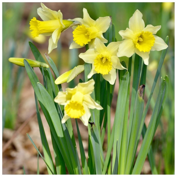 Нарцисс луковичные