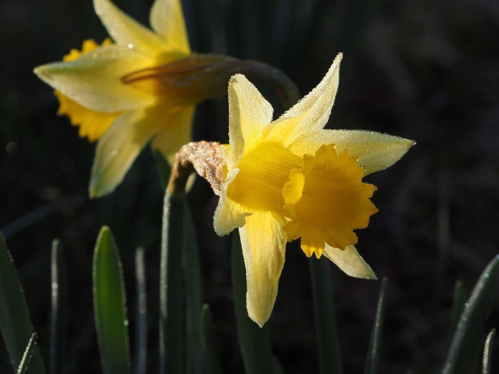 Narcissus pseudonarcissus