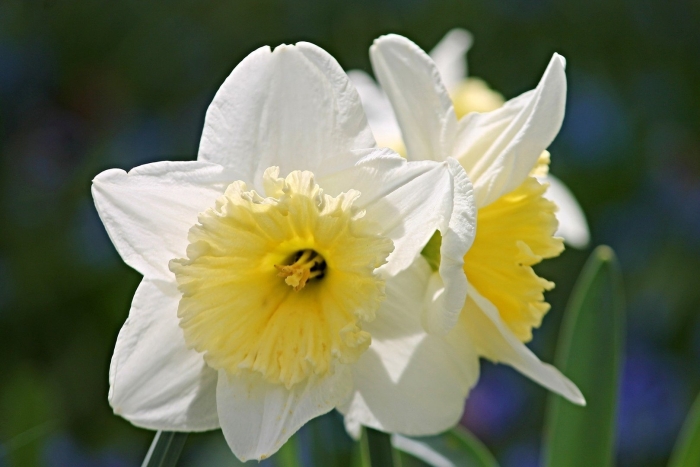 Нарцисс (narcissus)