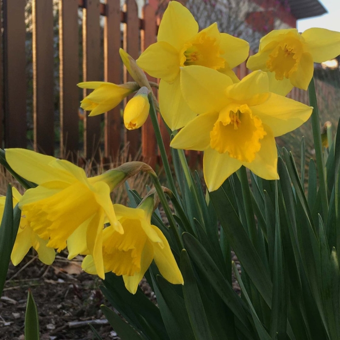 Нарцисс ван сион