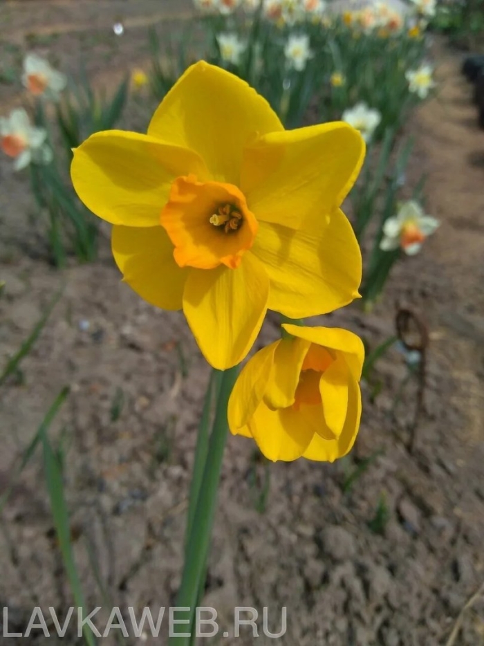 Нарцисс многоцветковый