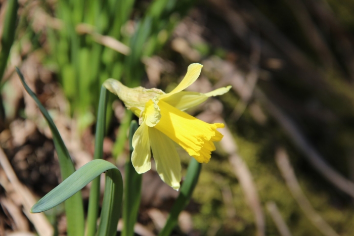 Нарцисс виды