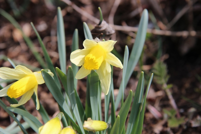 Нарцисс обыкновенный