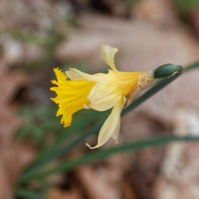 Нарцисс брандушка