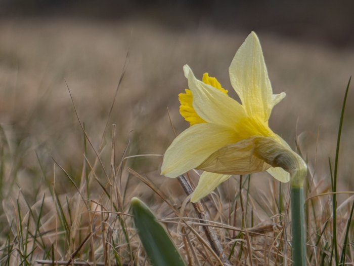 Нарцисс гелиос