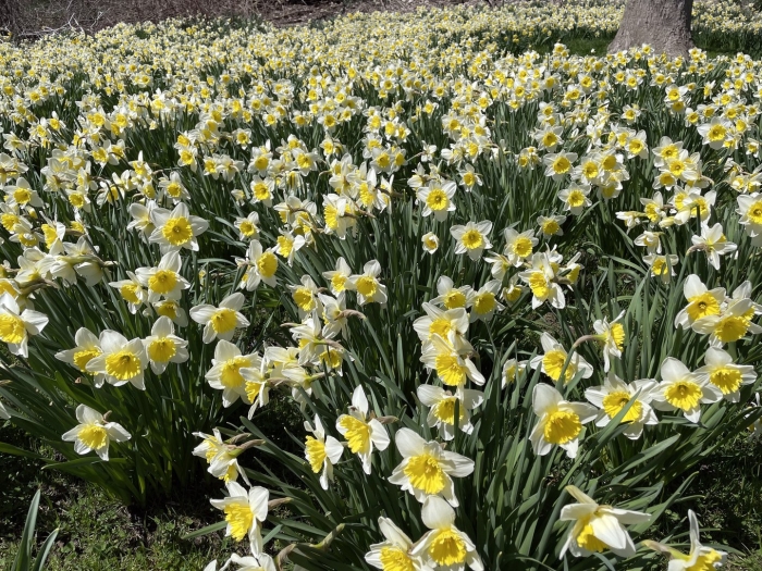 Нарцисс тацетта