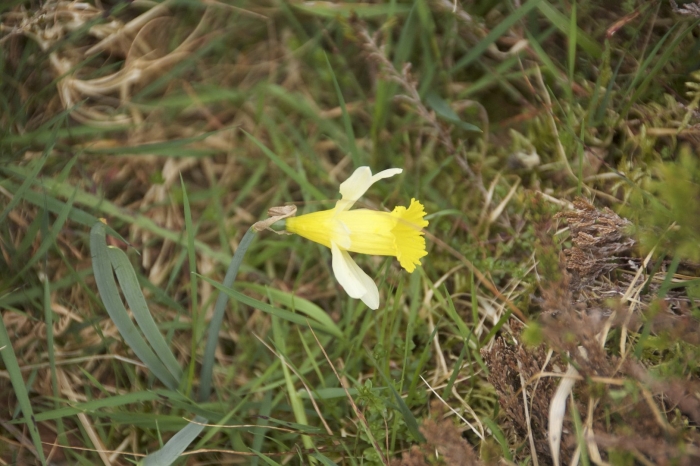 Narcissus pseudonarcissus