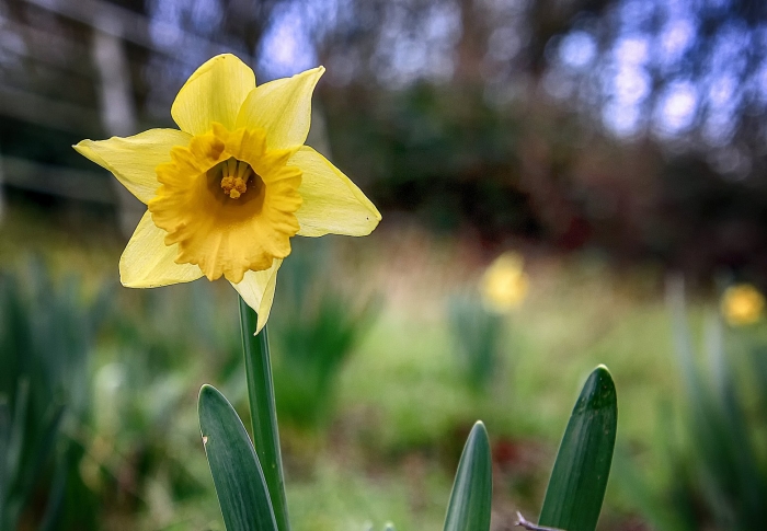 Уэльс – нарцисс (daffodil)