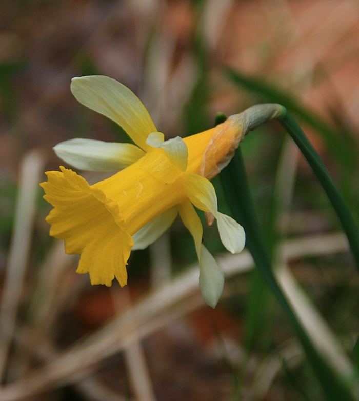Нарцисс бульбокодиум
