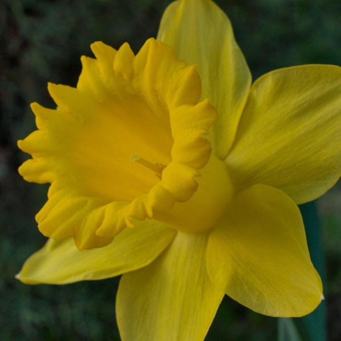 Нарцисс hillstar