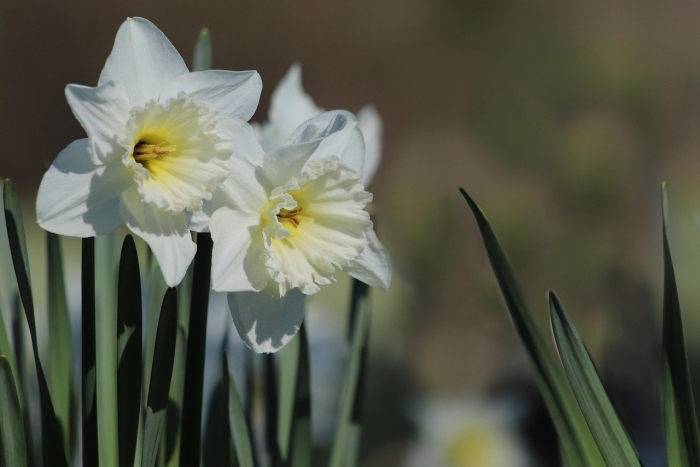 Нарцисс гибридный