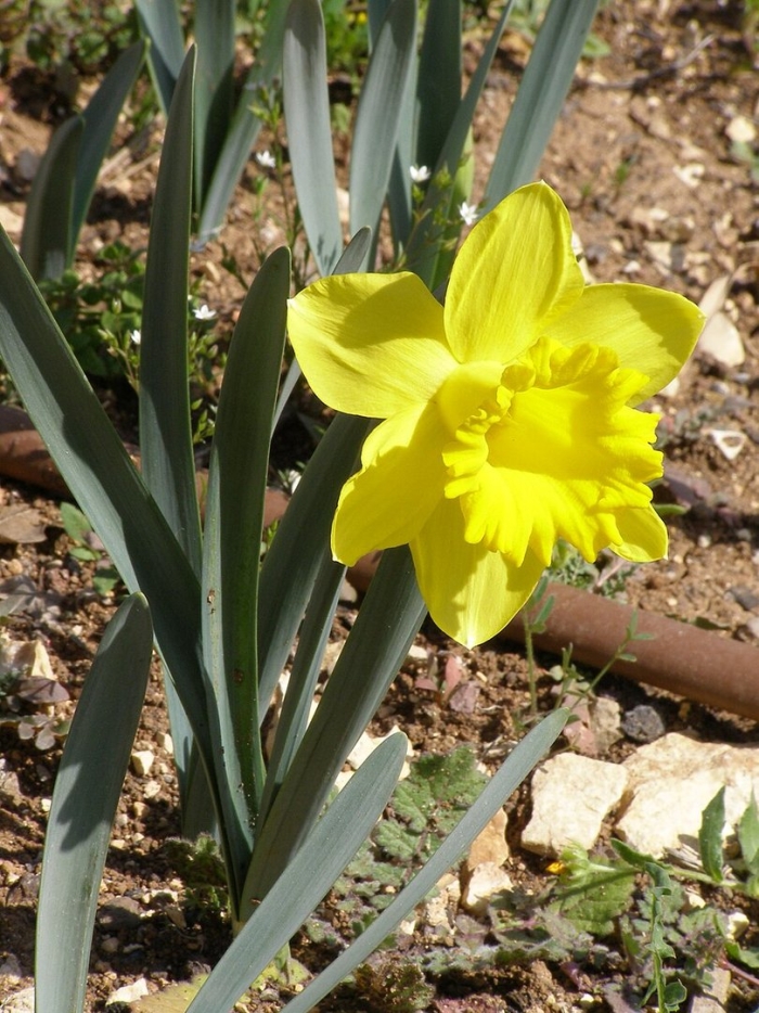 Нарцисс мэри боханон