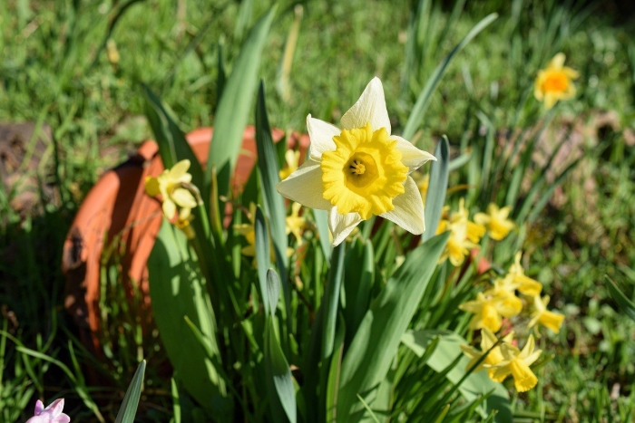 Нарцисс луговой
