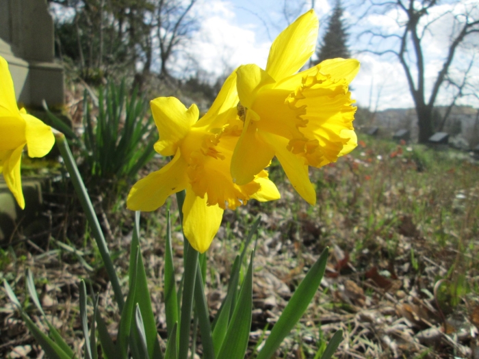 Нарцисс saint keverne