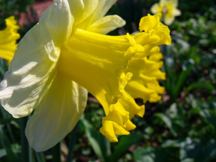 Нарцисс сорта