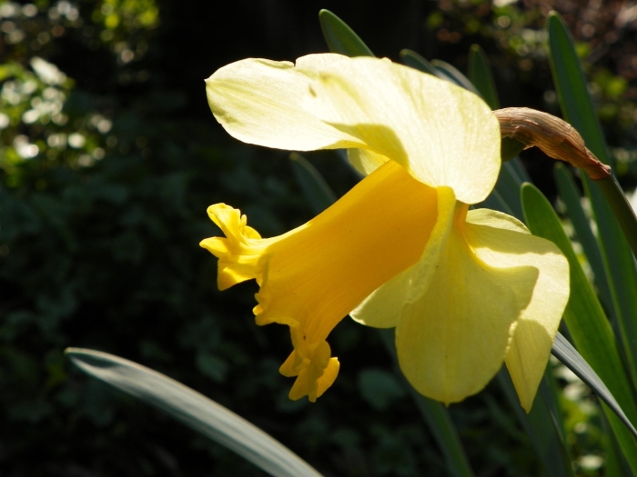 Нарцисс корниш кинг