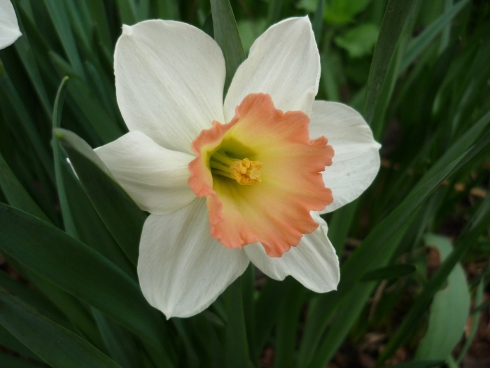 Нарцисс вега