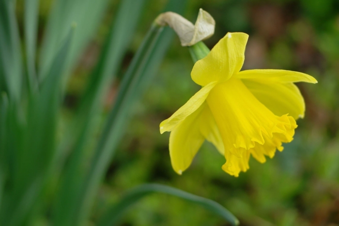 Нарцисс желтый