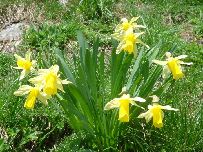 Narcissus assoanus