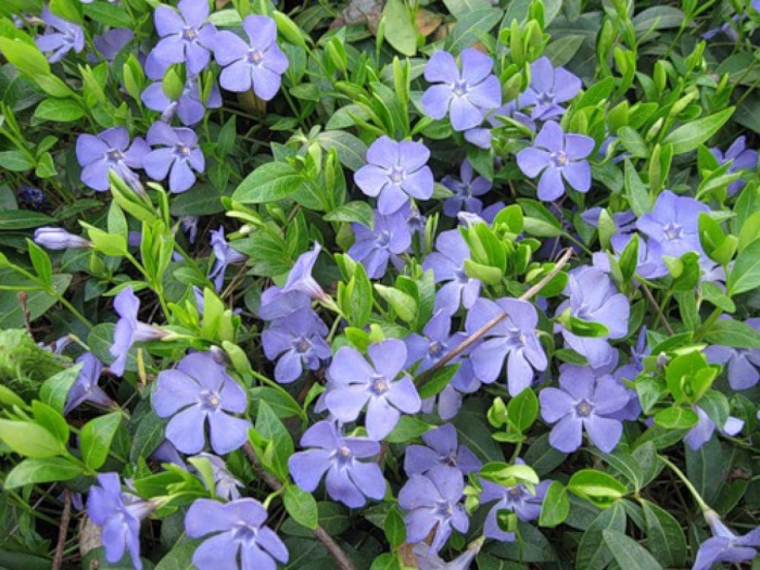 Барвинок vinca minor