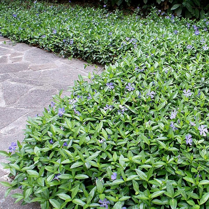 Vinca minor plant