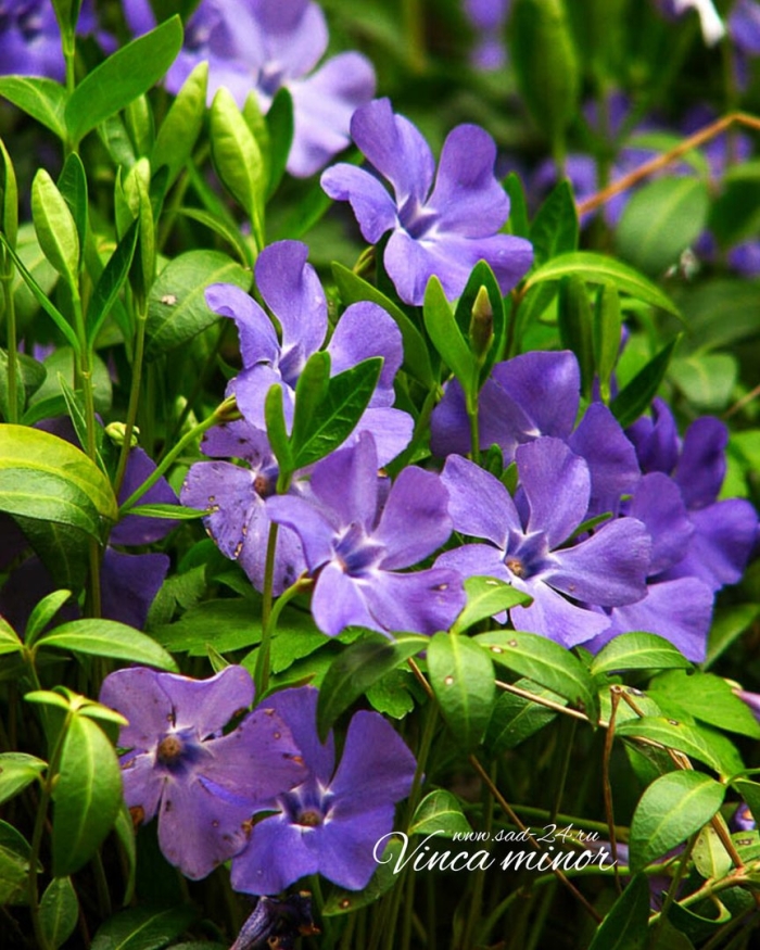 Барвинок цветок многолетний